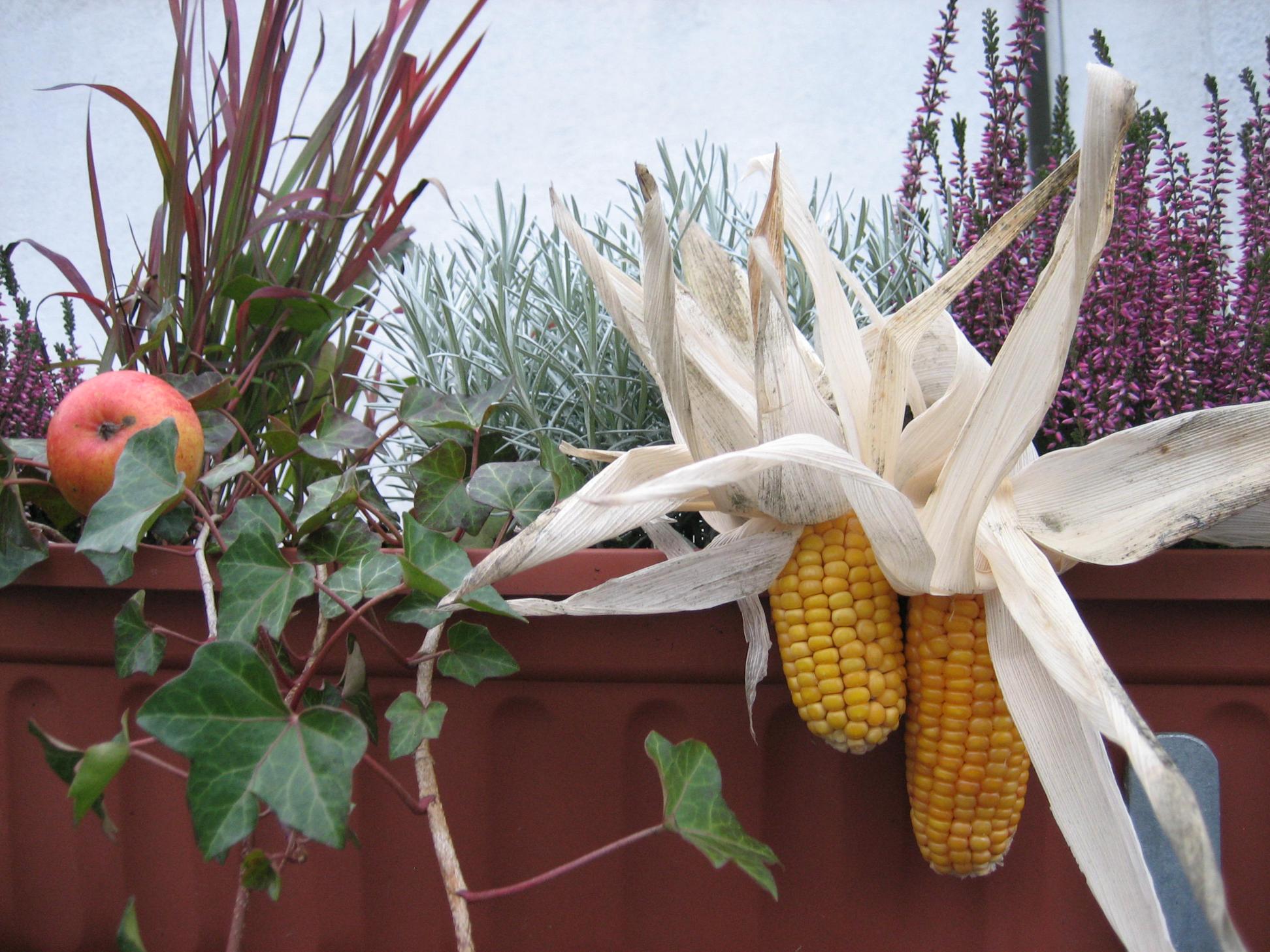 Blumenkästen Kirchenmauer