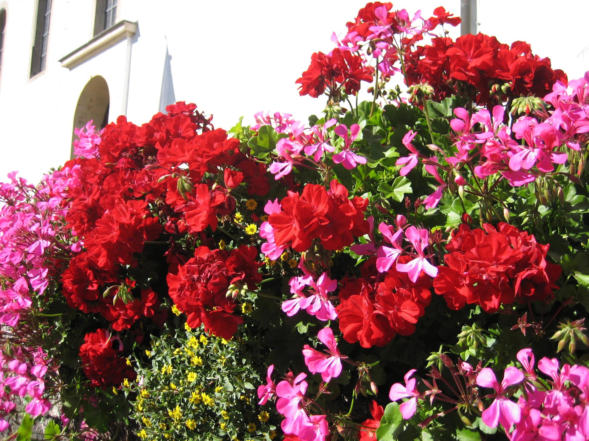 Blumenkästen vor der Kirche