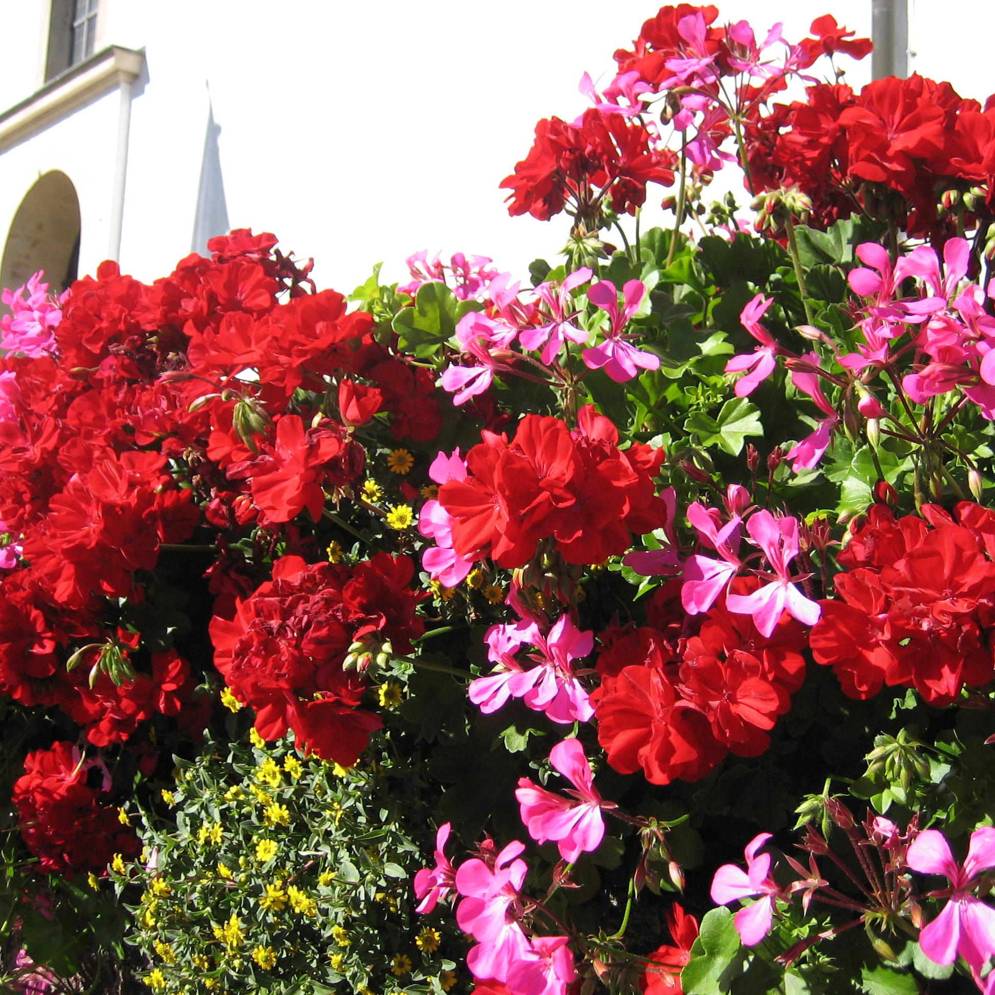 Blumenkästen vor der Kirche