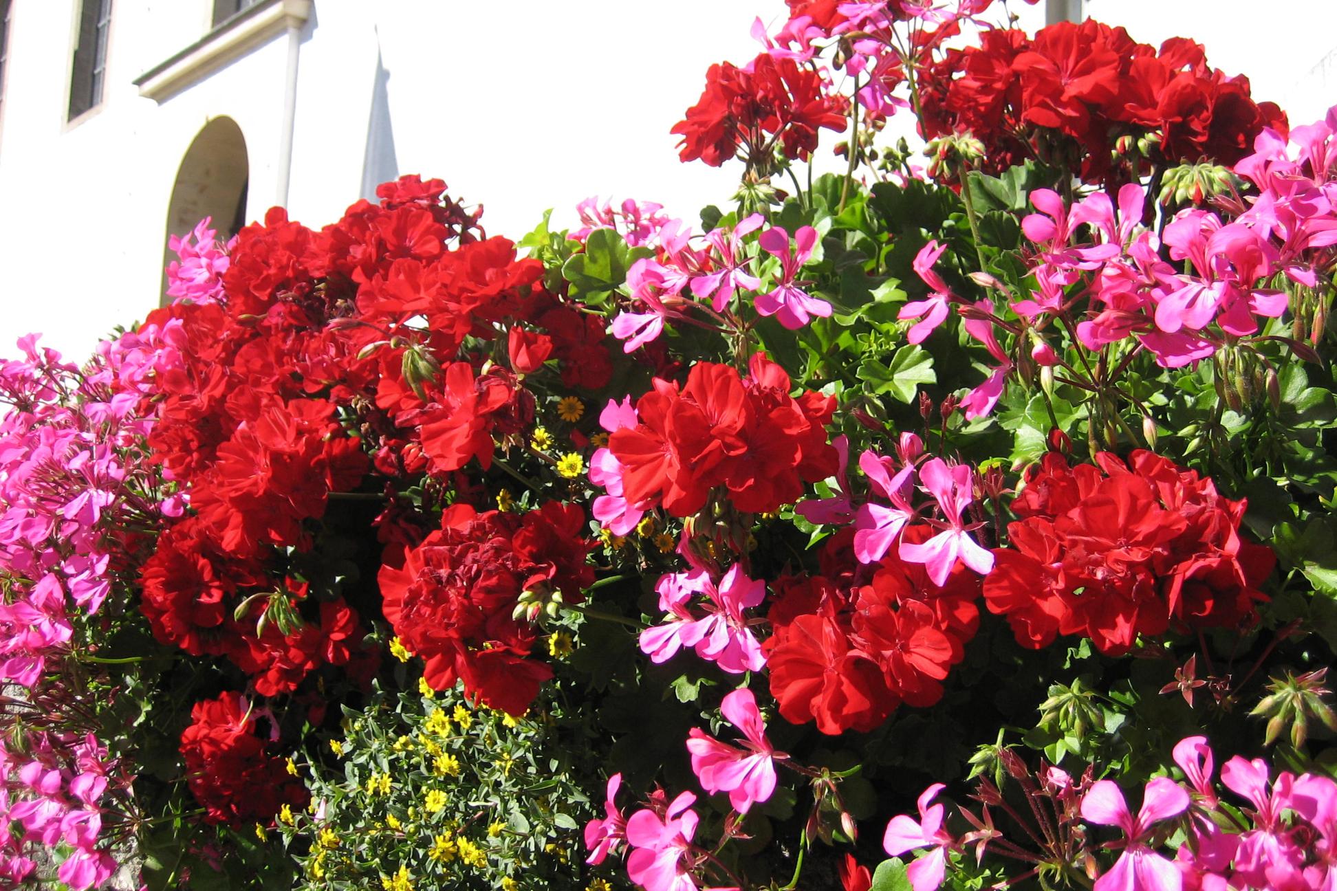 Blumenkästen vor der Kirche