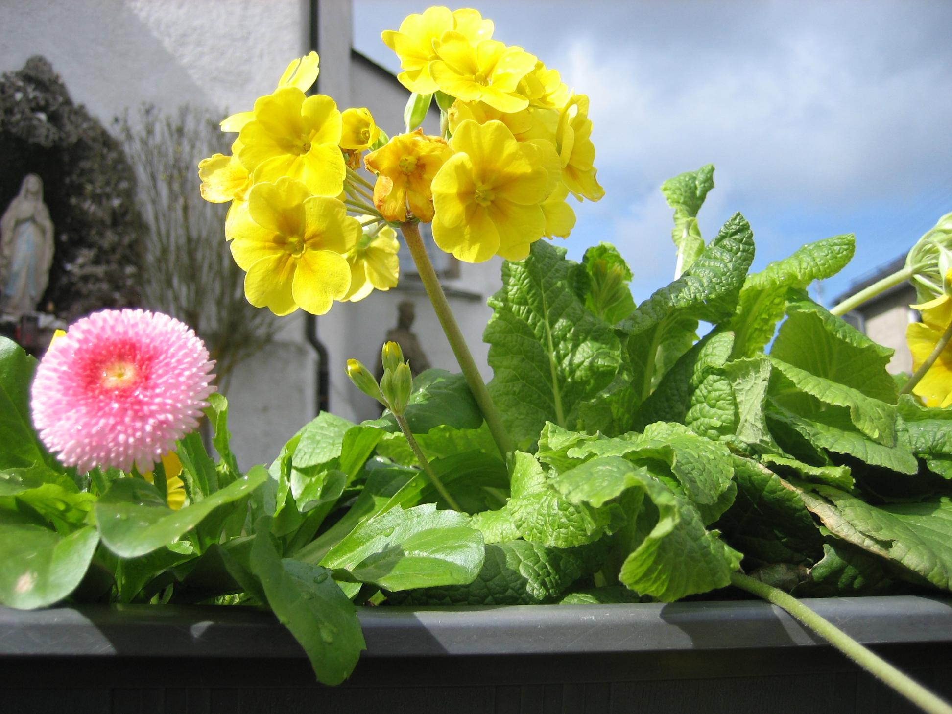 Frühjahrsbepflanzung 2024