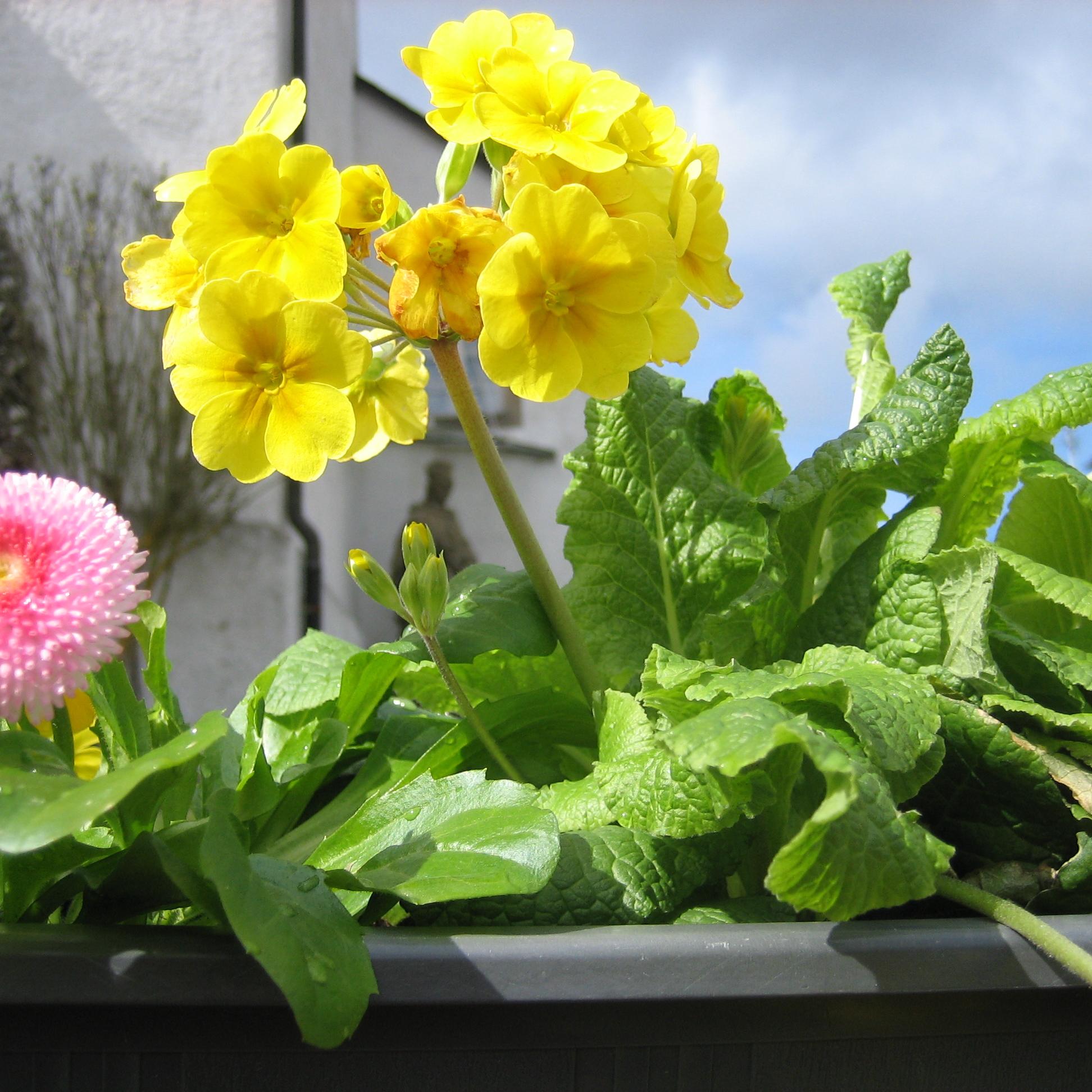 Frühjahrsbepflanzung 2024