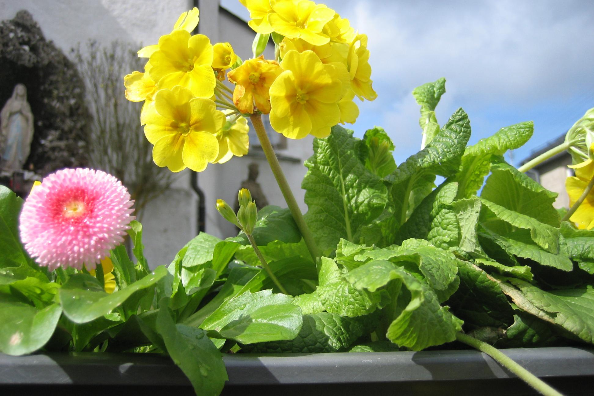 Frühjahrsbepflanzung 2024