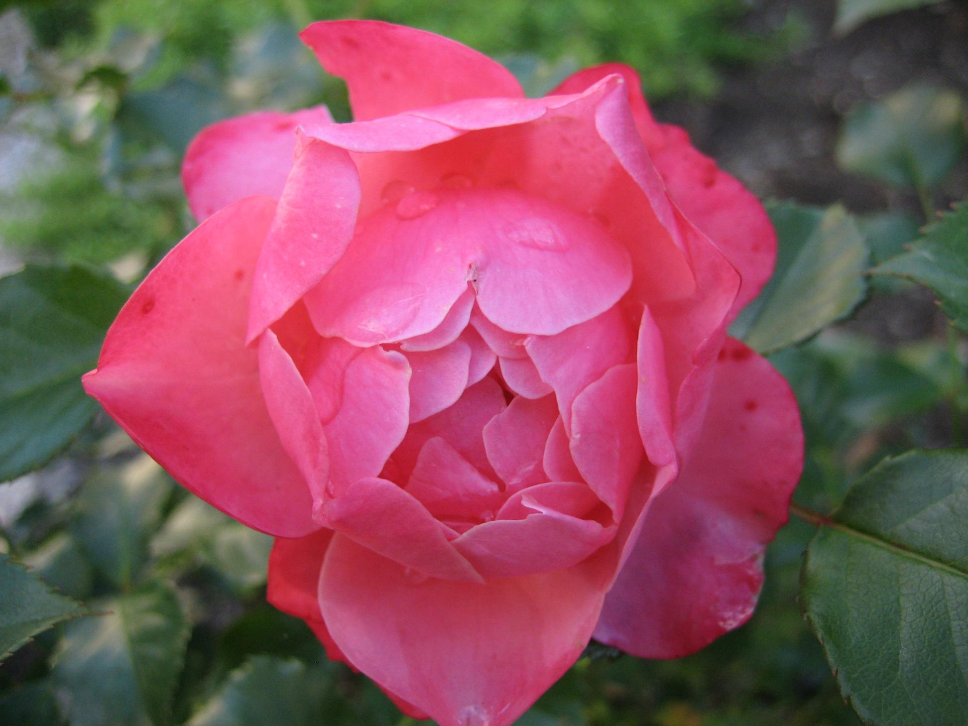 Rose_2022